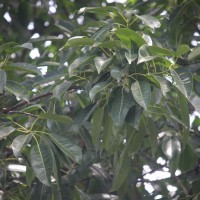 Ficus amplissima Sm.